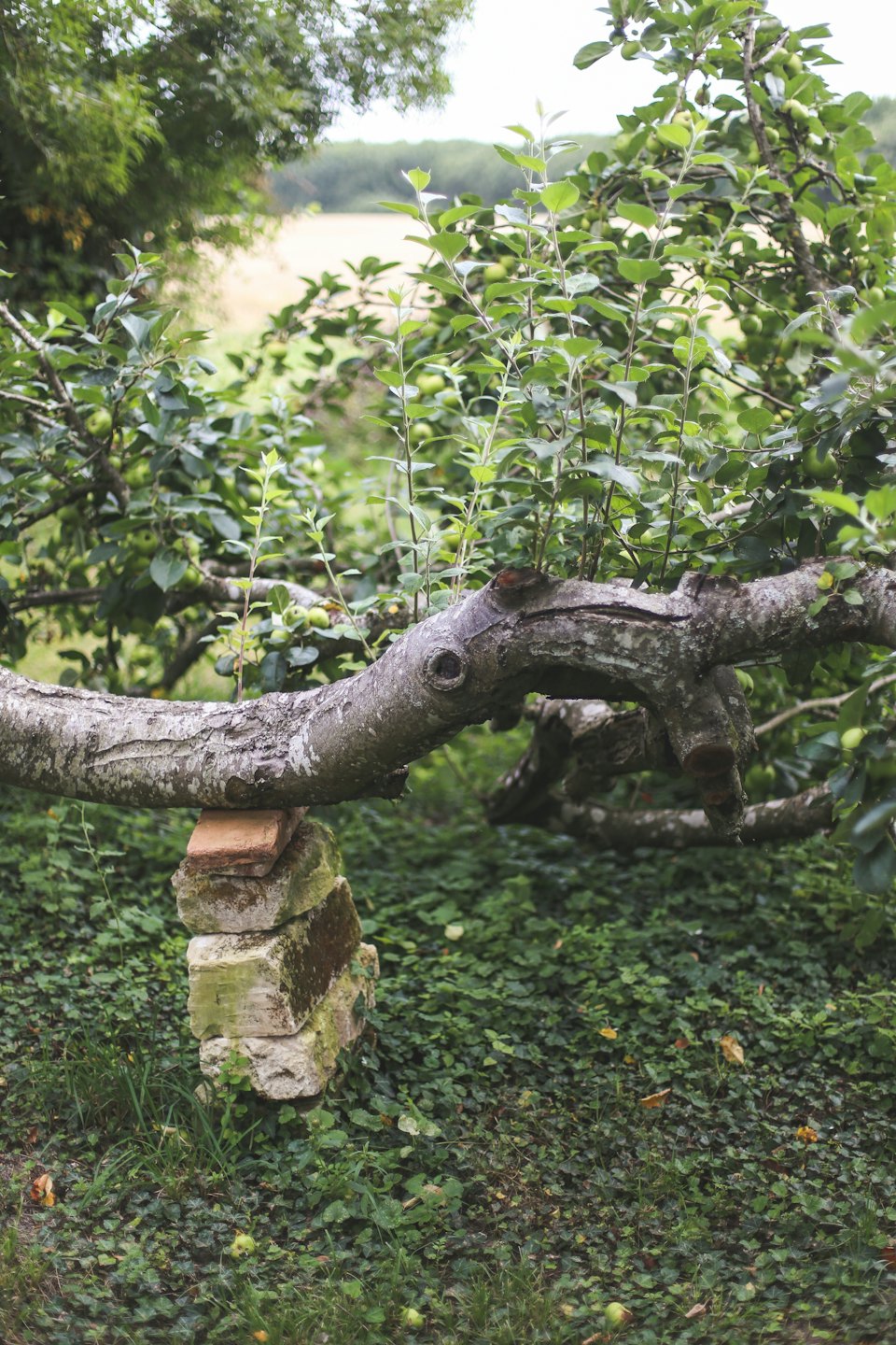 Apfelbaumast, der von Ziegeln in einem Obstgarten gestützt wird.