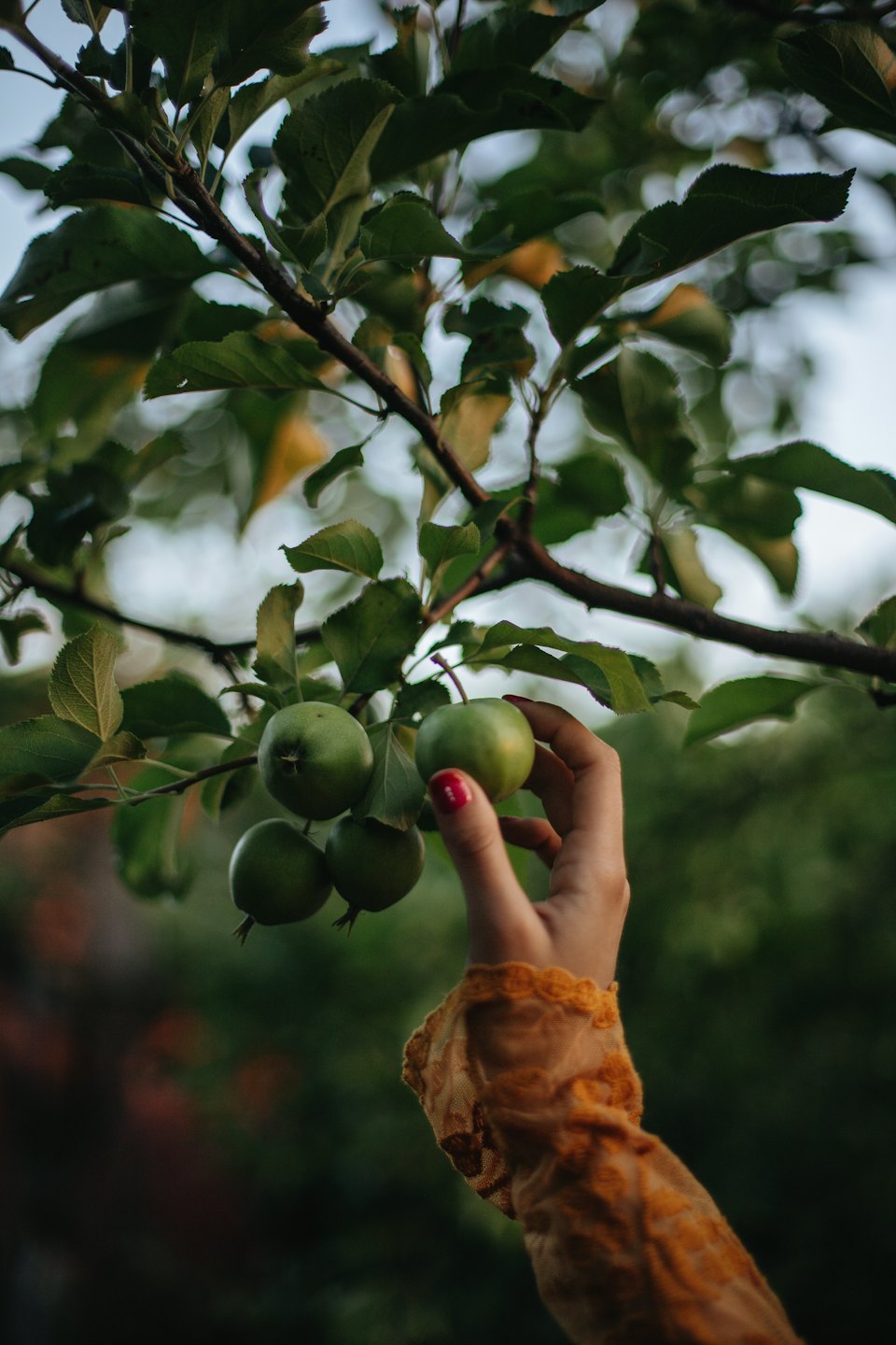 Hand mit roten Nägeln pflückt einen grünen Apfel vom Baum.