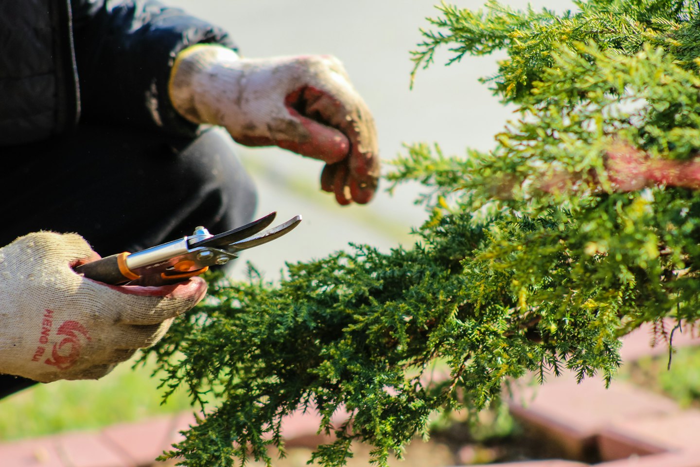 Mit silber-orangener Gartenschere werden mit Handschuhen bekleidete Hände einen grünen Busch beschneiden.