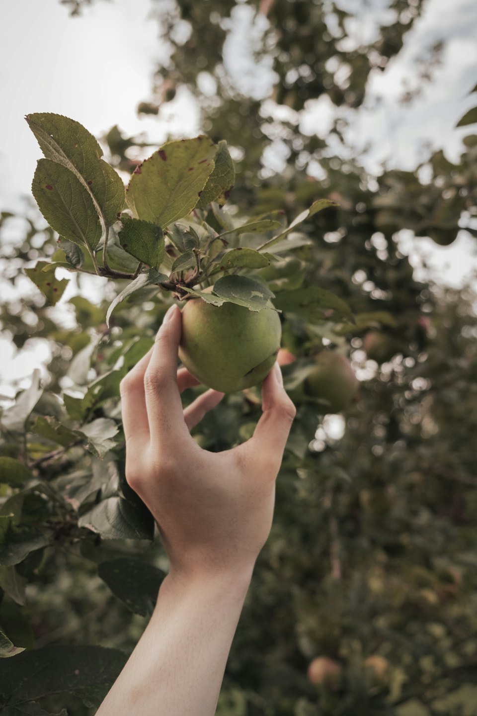 Hand pflückt einen grünen Apfel von einem Baum.