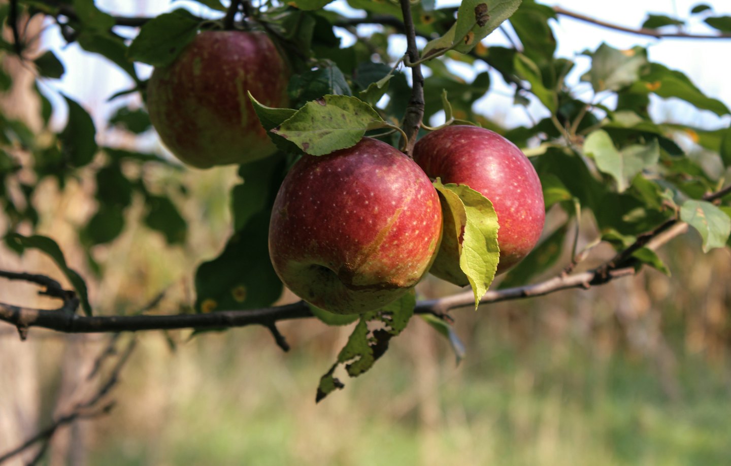 Drei reife Äpfel hängen an einem Ast in einem Obstgarten.
