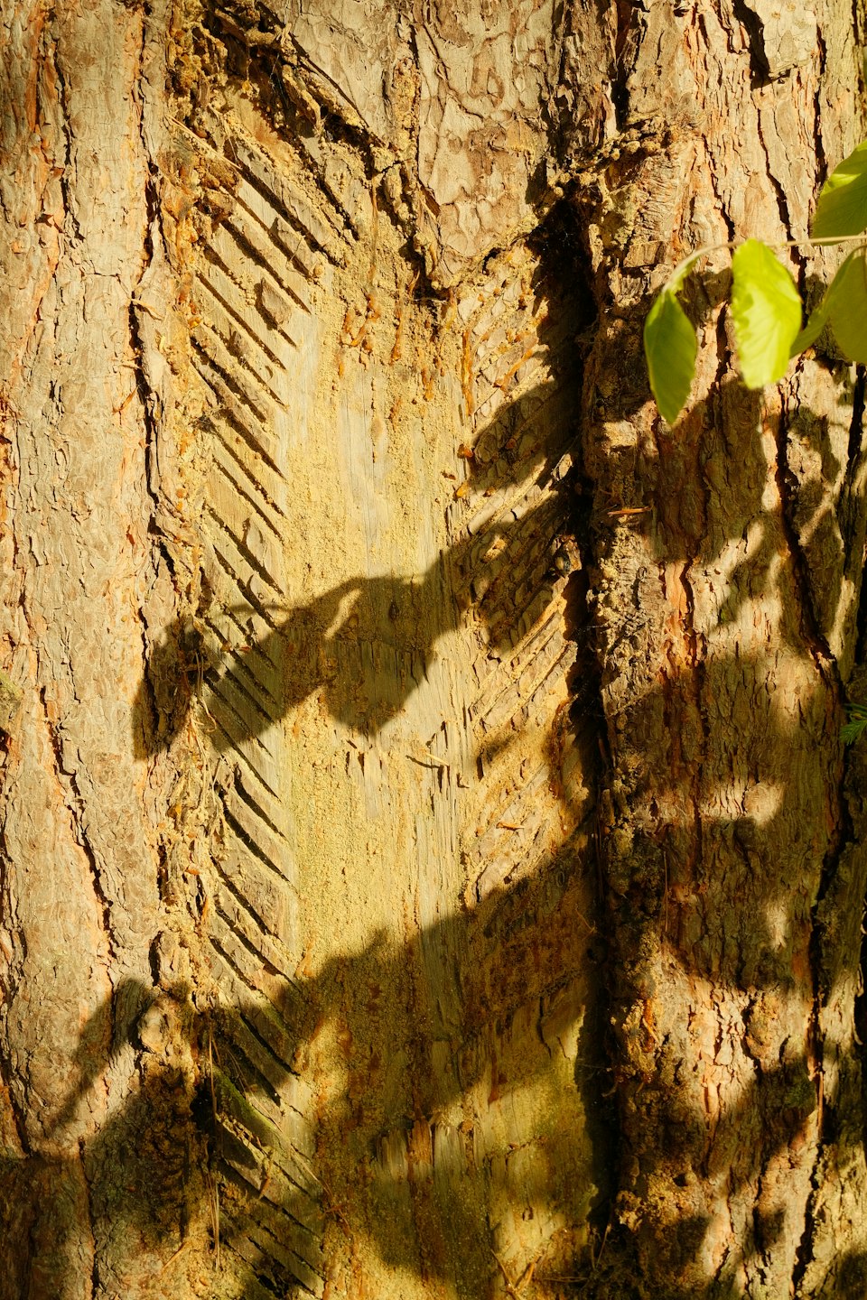 Krallenspuren ziehen tiefe Rillen in die strukturierte Baumrinde.