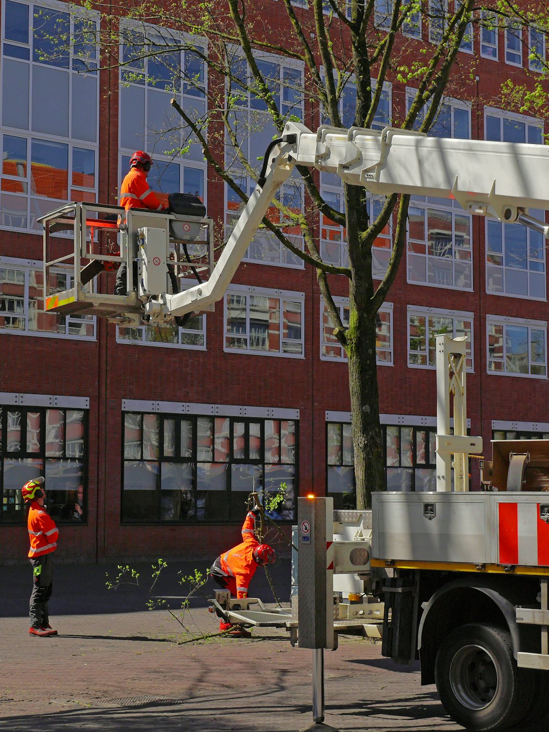 Drei Baumpfleger in oranger Arbeitskleidung beschneiden einen Baum an einer Straße.